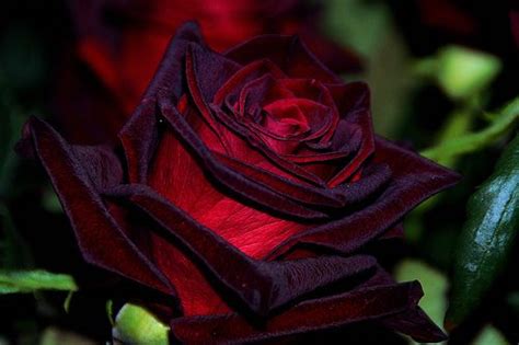 Dark Magic Roses: Tapping into the Ethereal Powers That Lurk Within